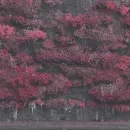 Cover image of Even In Arcadia album by Sleep Token