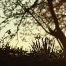 Seven cover image by Taylor Swift