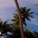 Tití Me Preguntó cover image by Bad Bunny